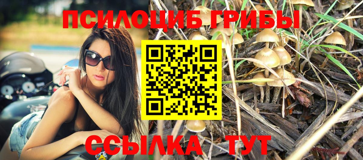 Благовещенск  Галлюциногенные грибы Psilocybe  Вход с VPN 